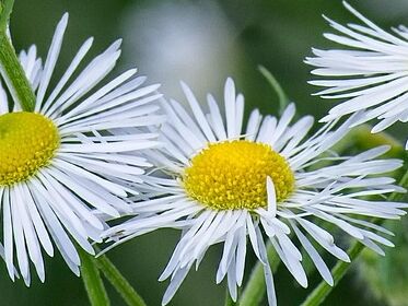 Einjähriges Berufkraut oder Erigeron annuus Einjähriges Berufkraut oder Erigeron annuus